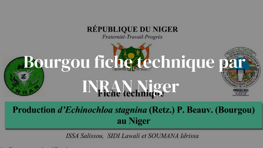 Plante bourgou fiche technique par INRAN Niger