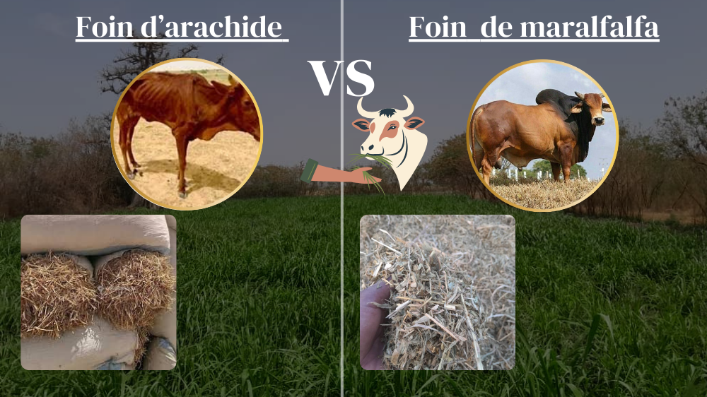 Comparatif : foin d’arachide vs foin de maralfalfa