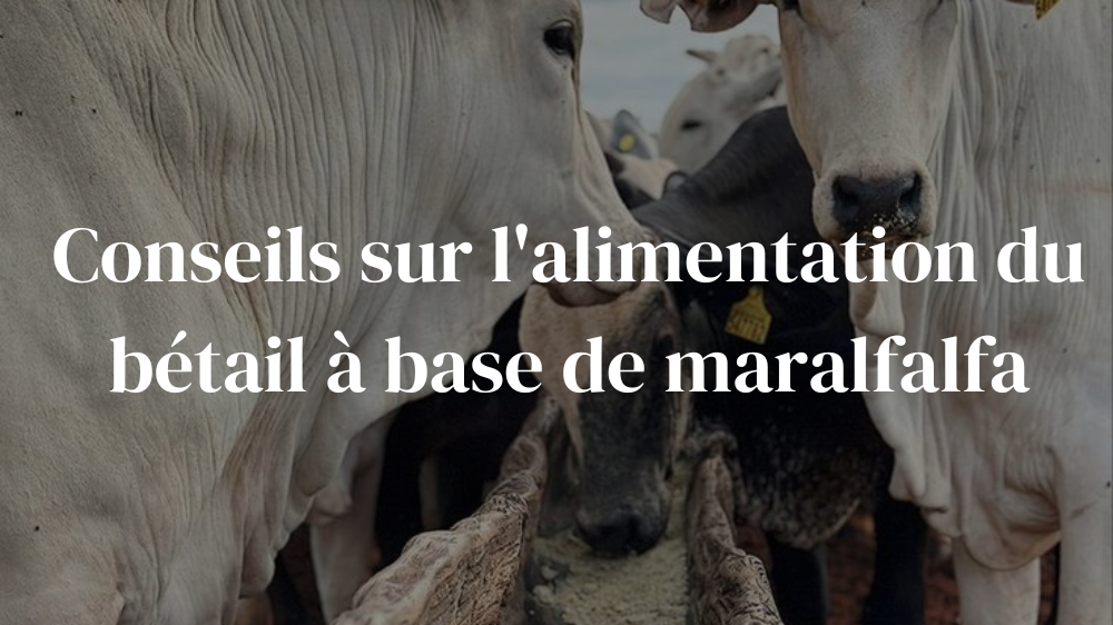 Conseils sur l'alimentation du bétail à base de Maralfalfa