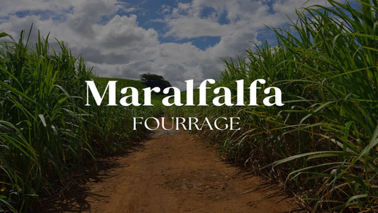 C'est quoi le maralfalfa ?