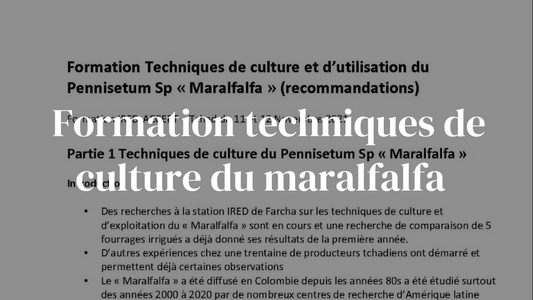 Formation techniques de culture et d'utilisation du maralfalfa