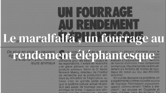 Le maralfalfa, un fourrage au rendement éléphantesque