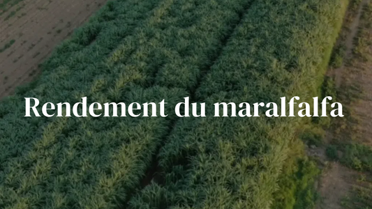 Rendement du maralfalfa