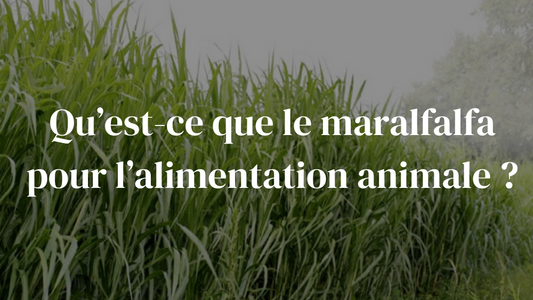 Qu’est-ce que le maralfalfa pour l’alimentation animale ?