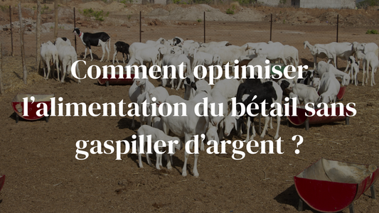 Comment optimiser l’alimentation du bétail sans gaspiller d’argent ?