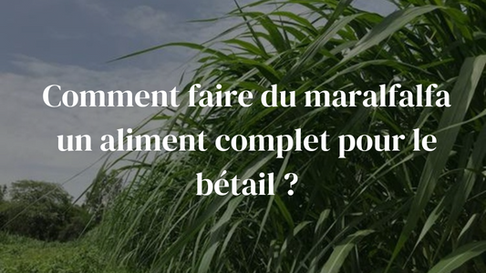 Comment faire du maralfalfa un aliment complet pour le bétail ?