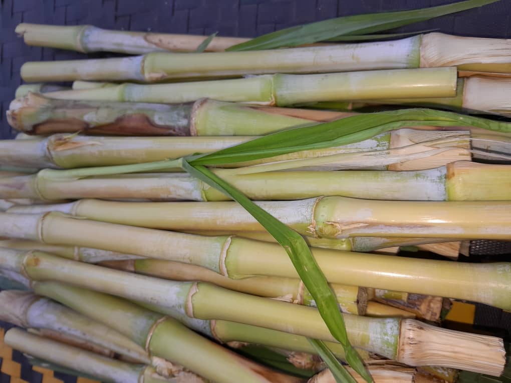 Bouture maralfalfa – Prête à planter