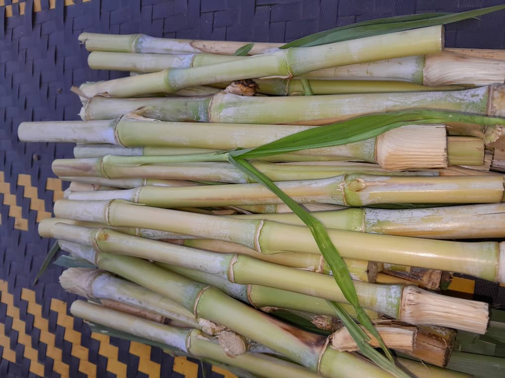 Bouture maralfalfa – Prête à planter