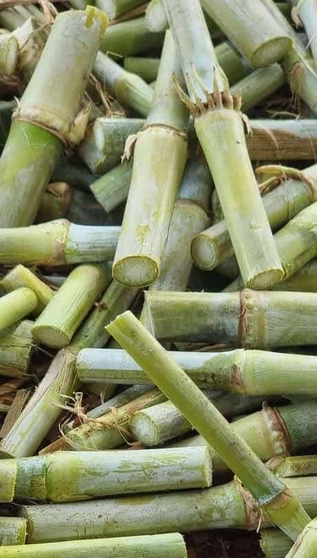 Bouture maralfalfa – Prête à planter