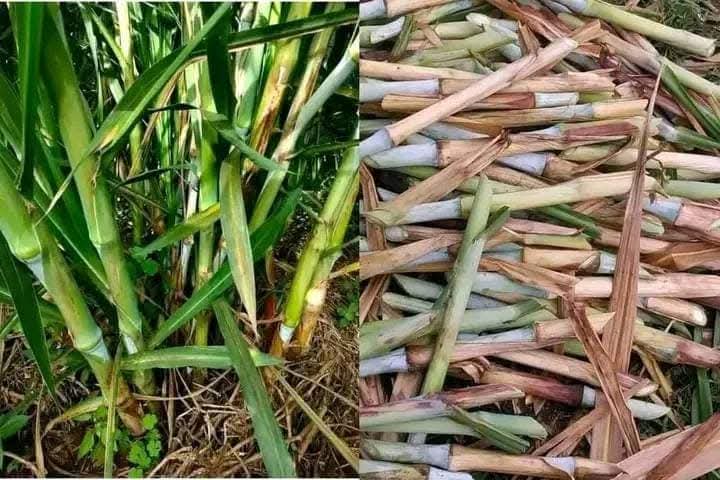 Bouture maralfalfa – Prête à planter