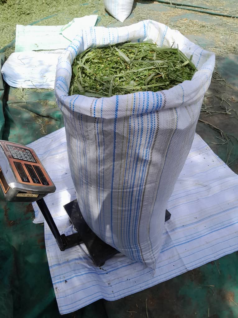 Sac maralfalfa frais 40 kg - Fourrage vert