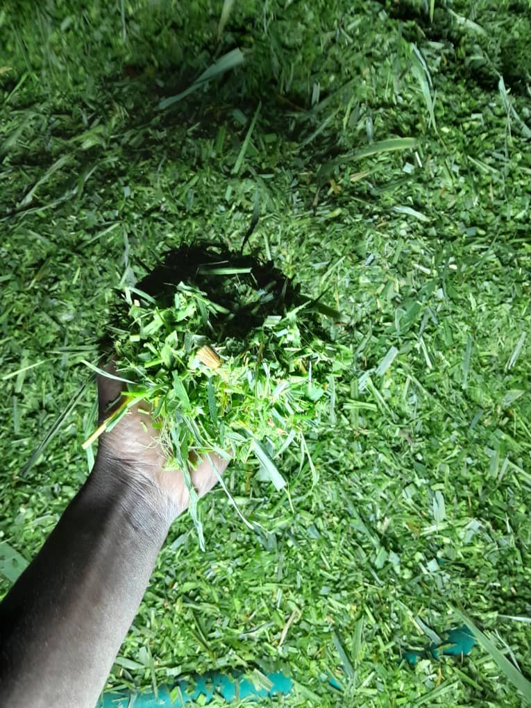 Sac maralfalfa frais 30 kg - Fourrage vert