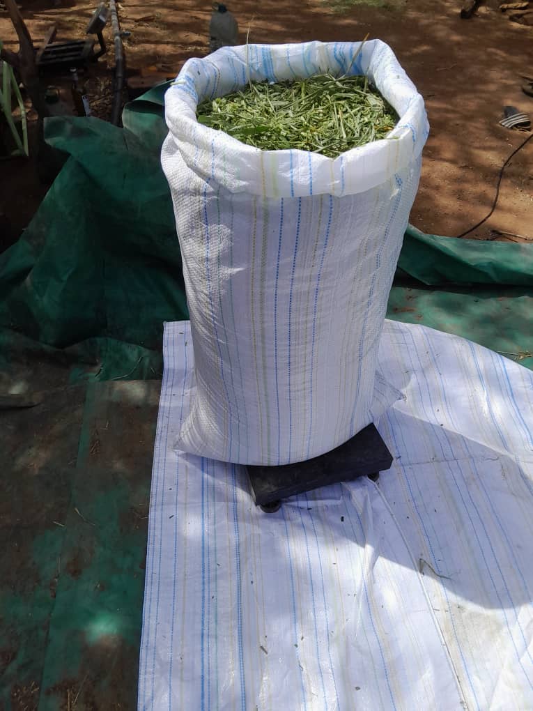 Sac maralfalfa frais 30 kg - Fourrage vert