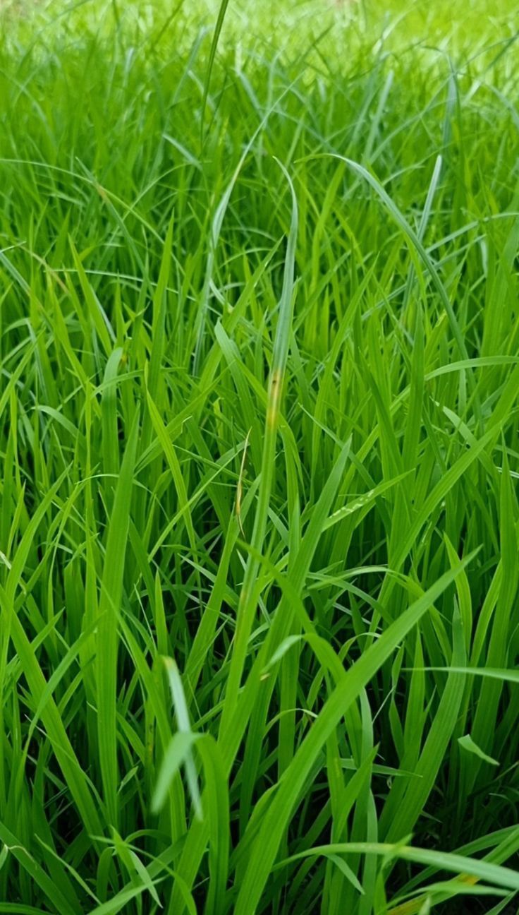 Sac maralfalfa frais 30 kg - Fourrage vert