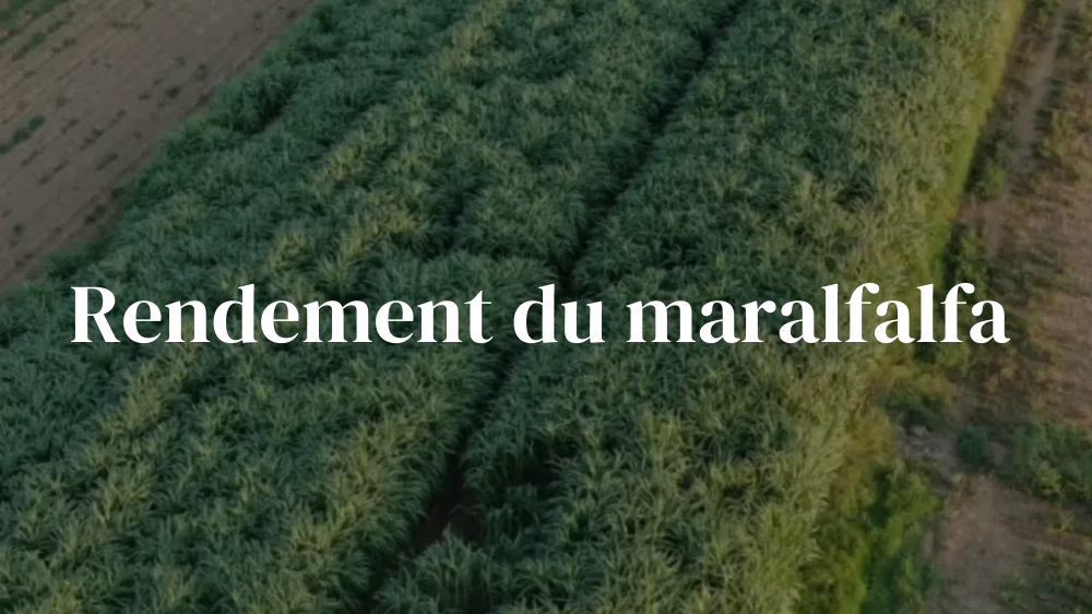 Rendement du maralfalfa